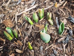 Tulips in February 20160228 crp rsz